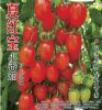 夏红宝-番茄种子