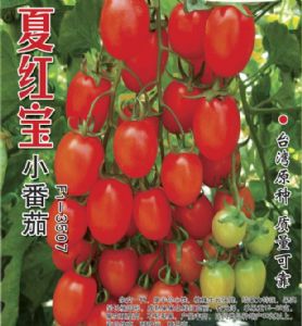 夏红宝-番茄种子