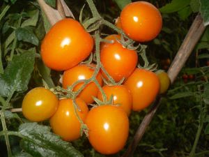 供应金砖—番茄种子