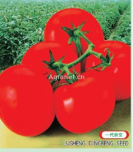 供应顶红番茄-番茄种子