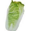 供应荷兰秋白菜—白菜种子