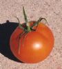 供应黄色番茄—番茄种子