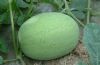供应青皮西瓜—西瓜种子