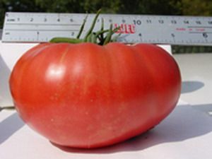 供应诺瑞亚—抗热番茄种子