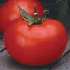 抗热西红柿种子