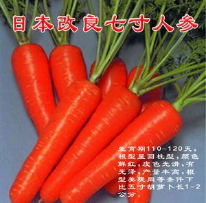 供应日本七寸人参—胡萝卜种子
