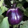 供应紫圆茄—茄子种子