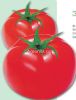 科纳拉-蕃茄种子