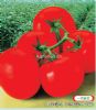 顶红番茄-番茄种子