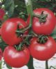 供应金石头番茄—樱桃番茄种子