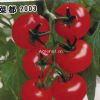 供应菜都2003—番茄种子