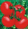 供应世纪红810—番茄种子