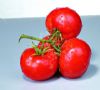 供应TM789—番茄种子