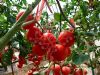 供应TM963—番茄种子