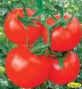 供应世纪红815—番茄种子