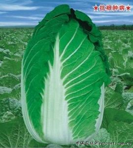 供应金典春王—白菜种子