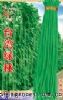 供应台湾绿林——豇豆种子