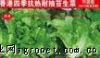供应香港四季抗热耐抽苔生菜——莴苣种子