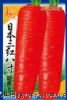 供应日本三红八寸——萝卜种子