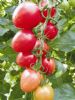 供应206粉果小番茄—番茄种子