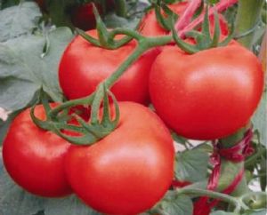 供应丽妃粉果大番茄—番茄种子