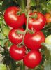 供应丽特大红番茄—番茄种子