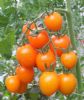供应金晖—番茄种子