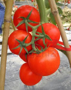 供应丽斯特—番茄种子