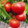 供应尼奥大红番茄—番茄种子