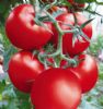 供应朗悦大红番茄—番茄种子