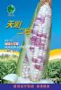 供应天彩二号——玉米种子