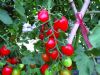 供应104红果小番茄—番茄种子