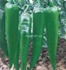 供应绿剑——辣椒种子
