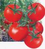 供应铁沙龙（以色列番茄）——番茄种子