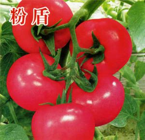 供应粉盾—番茄种子