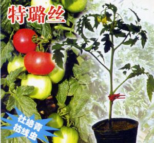 供应特璐丝F1—-西红柿嫁接专用砧木种子