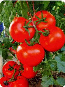 供应罗丹尼—抗TY病毒番茄种子
