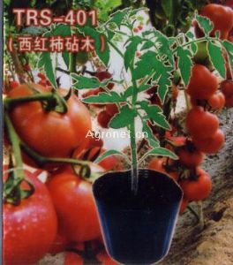 供应TRS-401—西红柿砧木种子