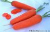 供应爱红6寸-红萝卜种子