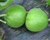 供应中原绿宝石-薄皮甜瓜种子