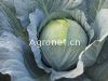 供应荷兰单季069—甘蓝种子