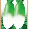 供应新绿夏-韩国进口青头萝卜品种