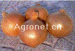 供应金铜160(杂交长日照)—洋葱种子