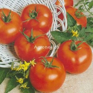 供应阿乃兹（FA-189）—番茄种子