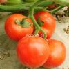 供应尼瑞萨（FA-1420）—番茄种子