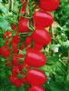 供应粉俪（千禧类型）-番茄种子