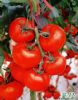 供应莱曼—番茄种子