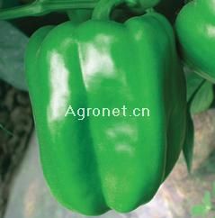 供应台椒15—甜椒种子