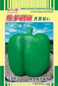 供应维多利亚圆椒—甜椒种子