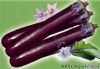 供应普照紫长茄—茄子种子